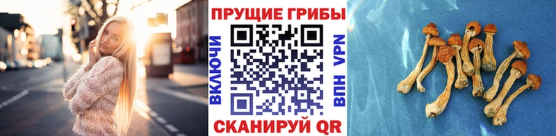Псилоцибиновые грибы мицелий мега рабочий сайт Белый что такое